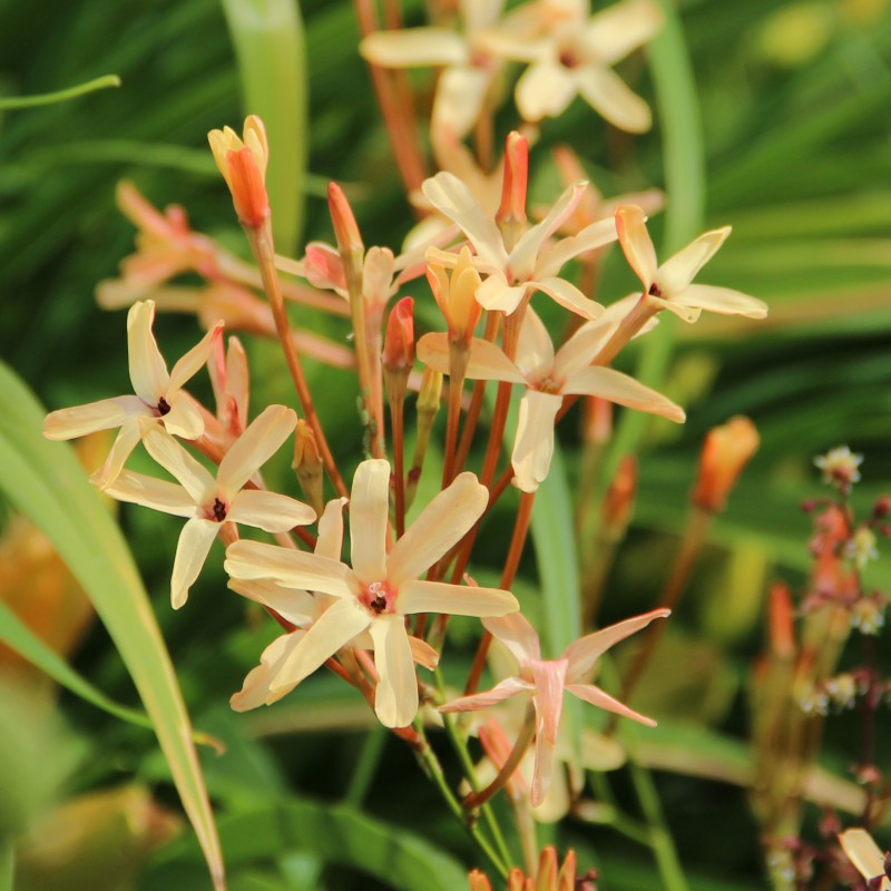 Ixia paniculata 'Eos'