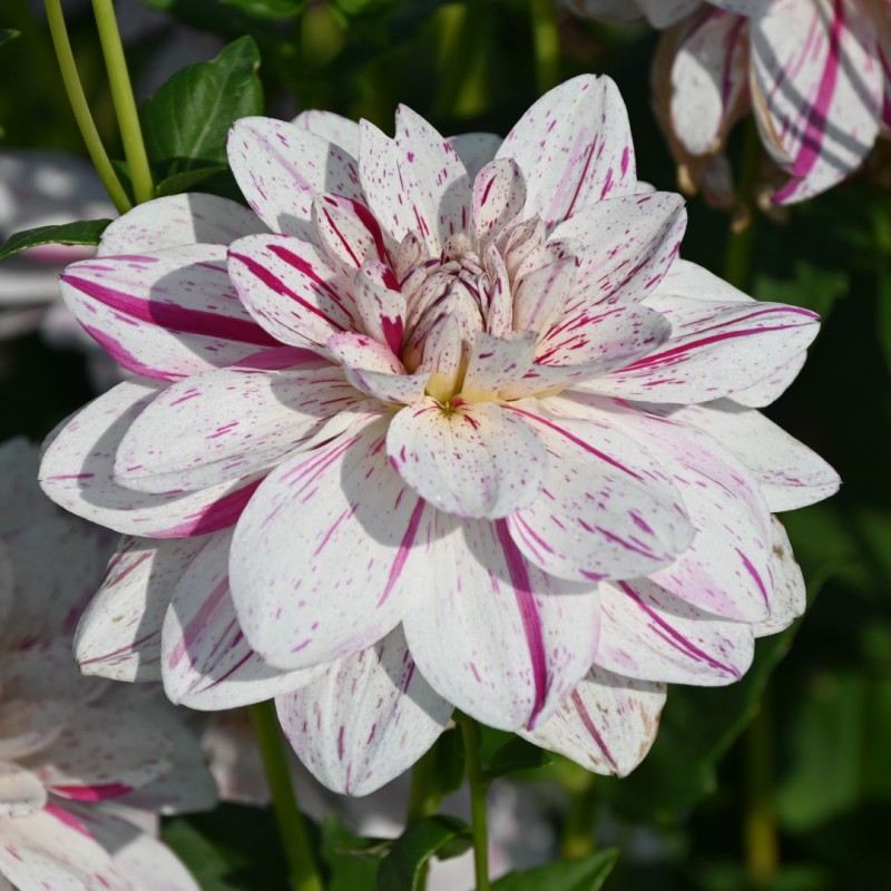 Dahlia 'Bright Diamond'