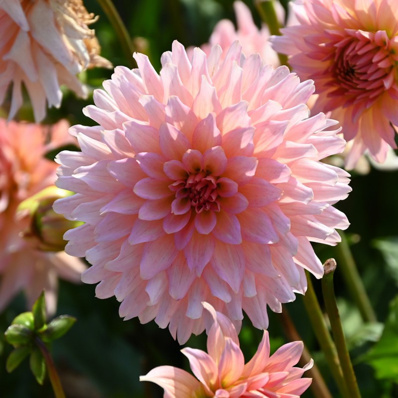 Dahlia 'Gallery Leonardo'