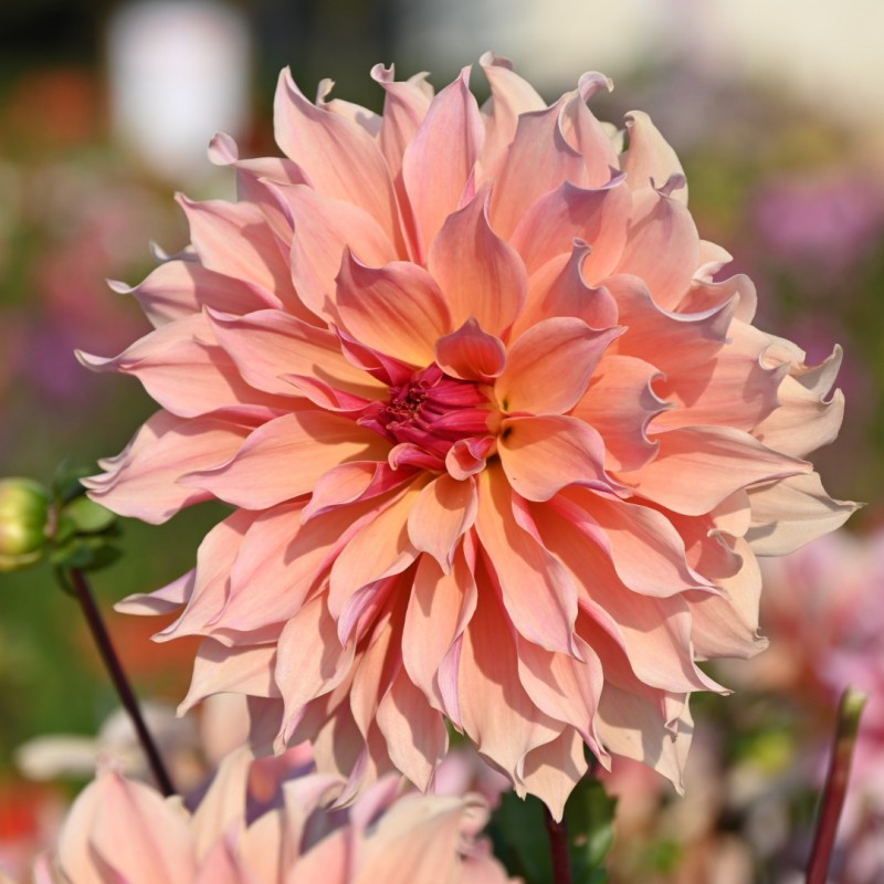 Dahlia 'Labyrinth'