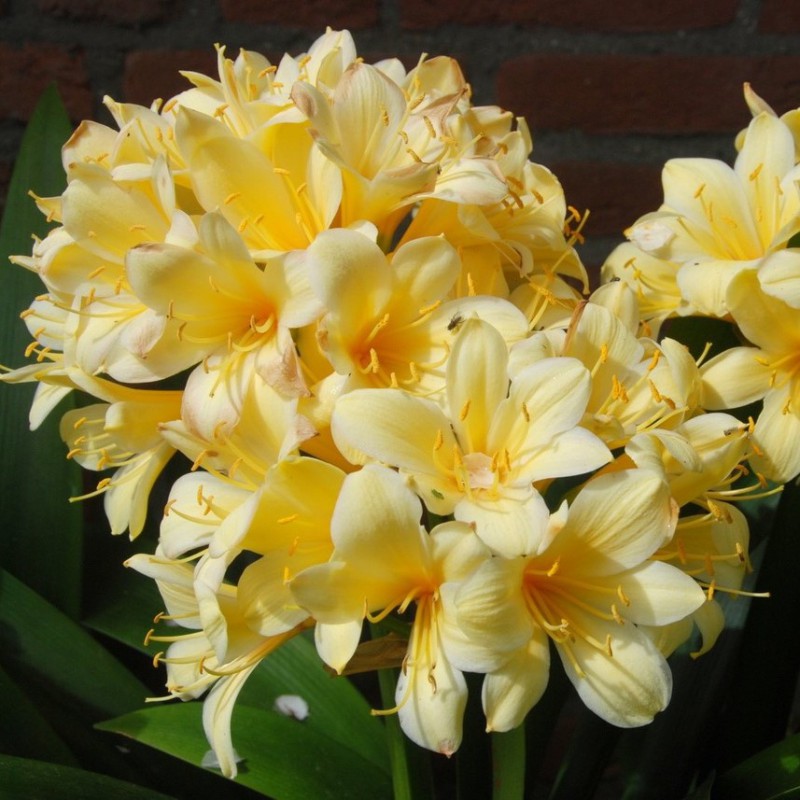 Clivia miniata var. citrina...