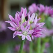 Allium 'Eros'