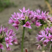 Allium 'Eros'