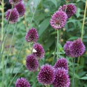 Allium sphaerocephalon subsp.sphaerocephalon 