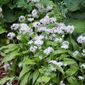 Allium ursinum subsp. ursinum