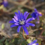 Anemone apennina 'Petrovac'