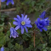 Anemone apennina 'Petrovac'