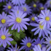 Anemone blanda 'Blue Shades'