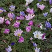 Anemone blanda -gemengde kleuren-