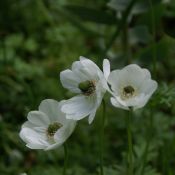 Anemone coronaria 'Bride'