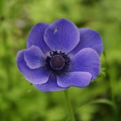 Anemone coronaria 'Mr. Fokker'