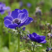 Anemone coronaria 'Mr. Fokker'