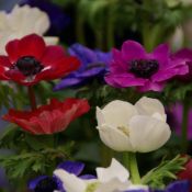 Anemone coronaria 'De Caen'