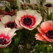 Anemone coronaria -bicolor type-