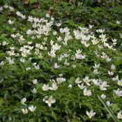 Anemone nemorosa