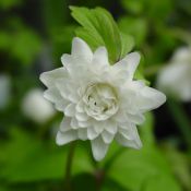 Anemone nemorosa 'Alba Plena'