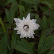 Anemone nemorosa 'Blue Eyes'