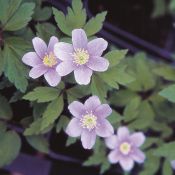 Anemone nemorosa 'Parlez Vous'