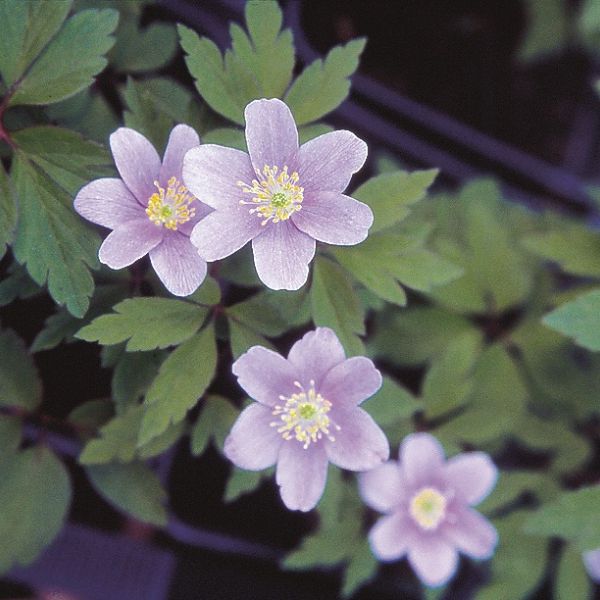 Anemone nemorosa 'Parlez Vous'