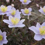 Anemone nemorosa 'Robinsoniana'