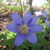 Anemone nemorosa 'Royal Blue'