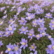 Anemone nemorosa 'Royal Blue'