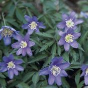 Anemone nemorosa 'Royal Blue'