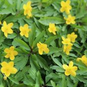 Anemone ranunculoides subsp. ranunculoides