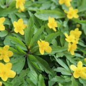 Anemone ranunculoides subsp. ranunculoides