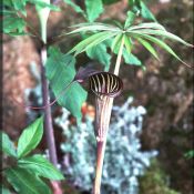 Arisaema ciliatum var. liubaense