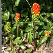 Arum italicum