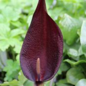 Arum purpureospathum