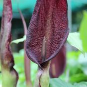 Arum purpureospathum