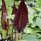 Arum purpureospathum