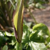 Arum rupicola var. rupicola