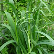 Allium sativum v. ophioscorodon