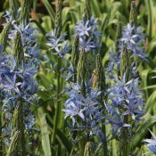 Camassia leichtlinii 'Blue Candle'