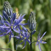 Camassia leichtlinii 'Caerulea'