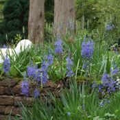 Camassia leichtlinii 'Caerulea'