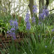 Camassia leichtlinii 'Caerulea'