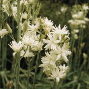 Camassia leichtlinii 'Semiplena'