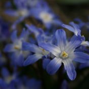 Chionodoxa forbesii 'Blue Giant'