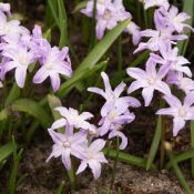 Chionodoxa forbesii 'Pink Giant'