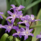 Chionodoxa luciliae 'Violet Beauty'