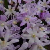 Chionodoxa forbesii 'Pink Giant'