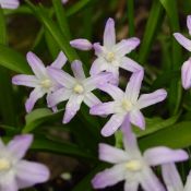 Chionodoxa forbesii 'Pink Giant'