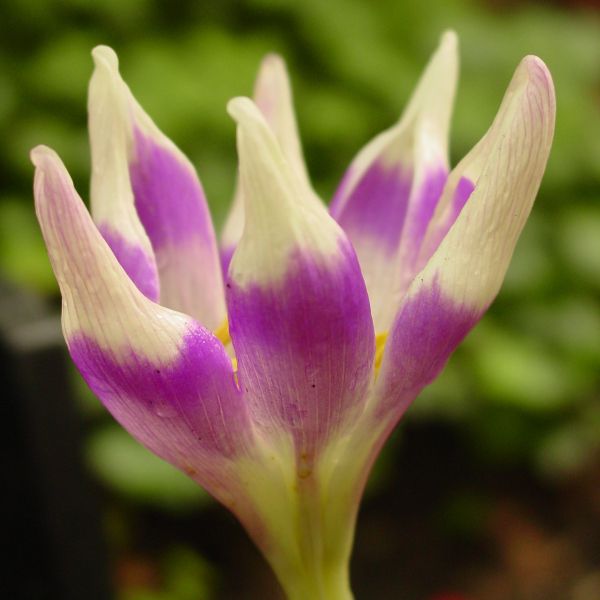 Colchicum 'Harlekijn'