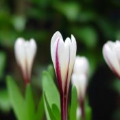 Colchicum kesselringii