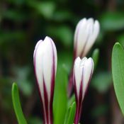 Colchicum kesselringii