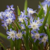 Chionodoxa siehei